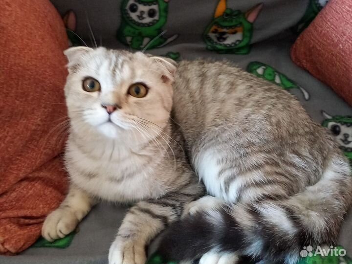 Шотландские мишутки