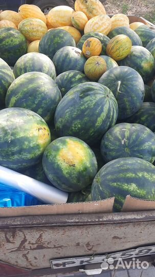 Арбуз оптом