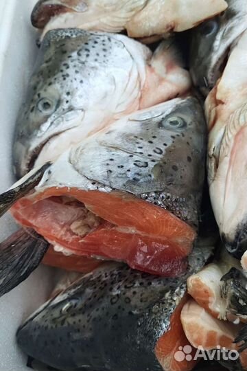Головы семги. Обрези лососевых свежие
