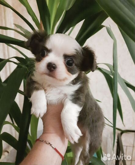 Длинношерстный чихуахуа