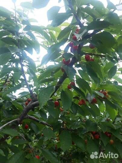Продам фермерское фозяйство
