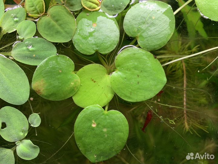 Аквариумные растения