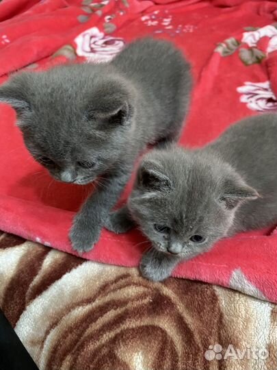 Шотландские котята