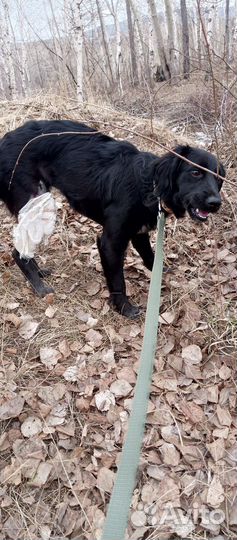 Спаниель в добрые руки