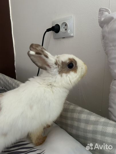 Декоративные кролики