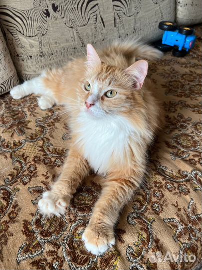 Котик в добрые руки