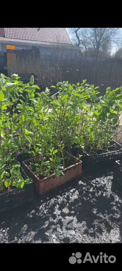 Цветы гортензия, розы, кустовые плитистые