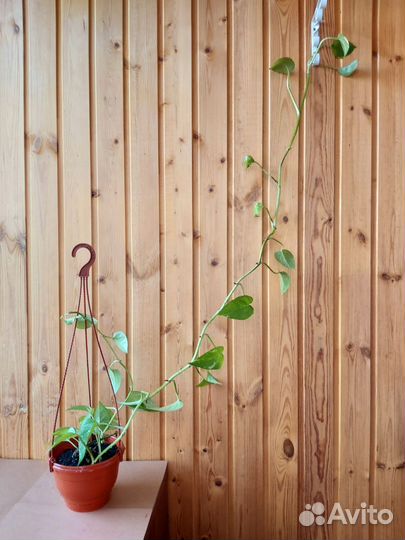 Эпипремнум