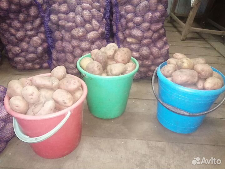 Продам картофель