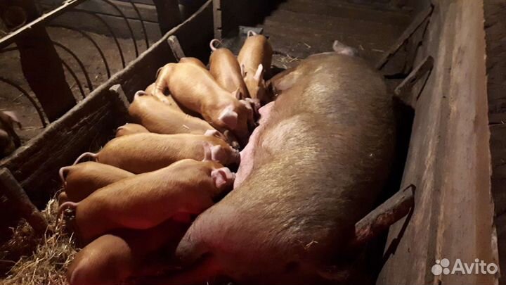 Поросята, подсвинки, свиноматки породы Дюрок