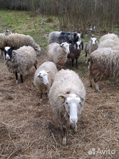 Баран и овцы