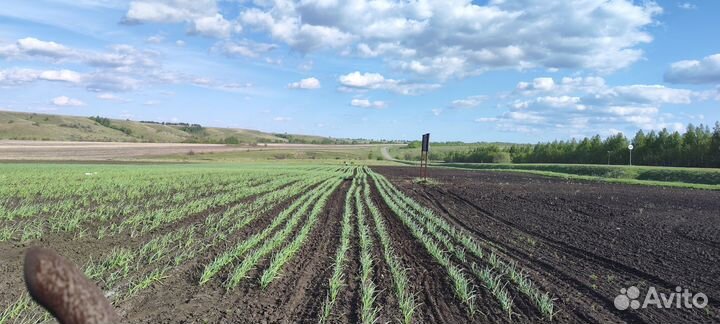 Чеснок Добрыня и Любаша