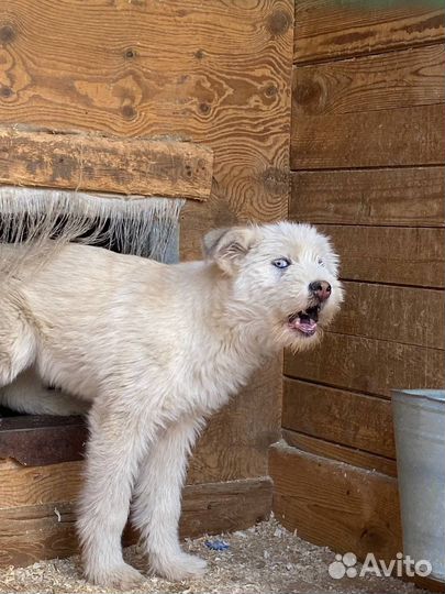 Приют «Некрасовка»