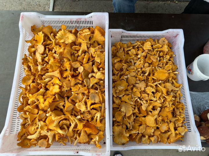 Лисички свежие