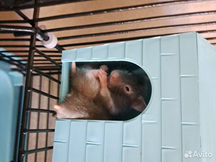 Сирийский хомяк малыш