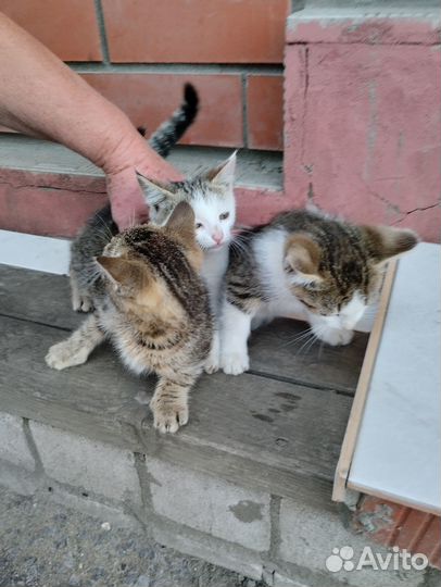 Отдам котят в добрые руки