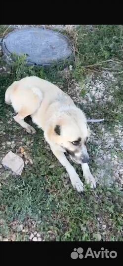 Собака девочка