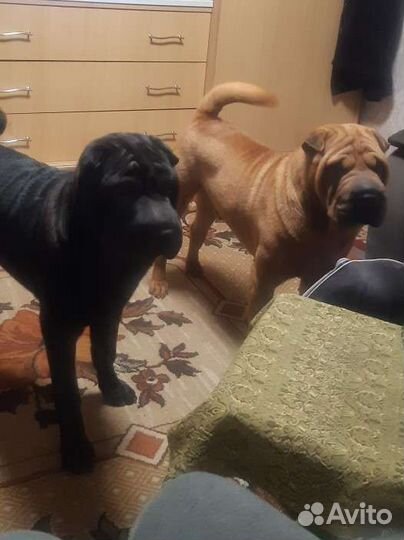 Шарпеи для вязки (мальчики)