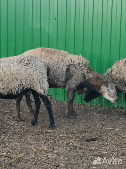 Баран Катумский