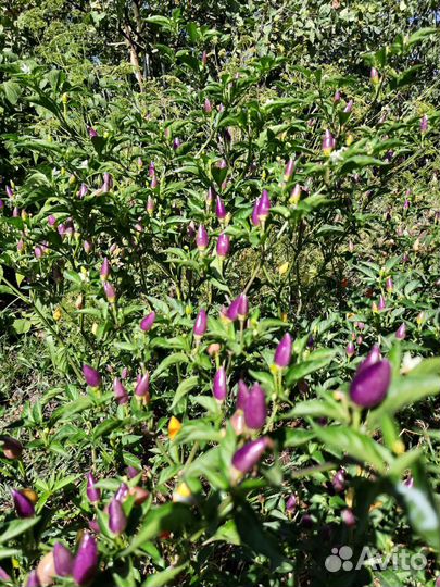 Перец острый