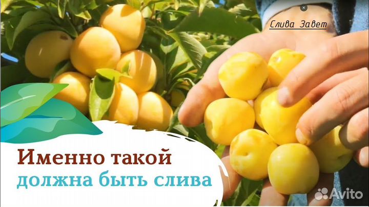 Саженцы плодовых деревьев и кустарников