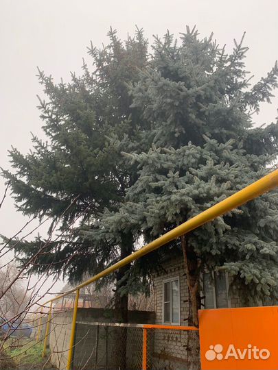 Ель голубая, ель зеленая живая