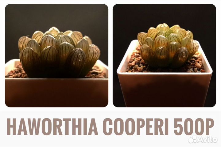 Суккуленты l