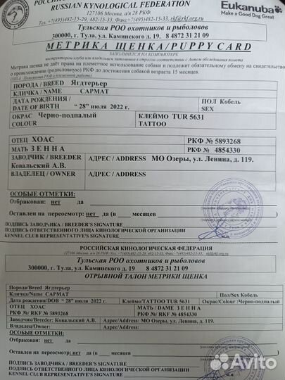 Вязка ягдтерьера