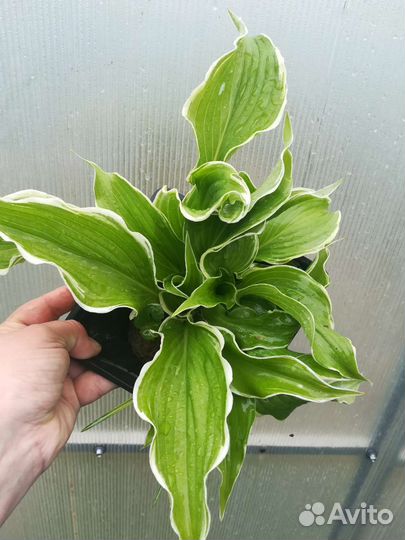 Хоста большой кустик в горшке