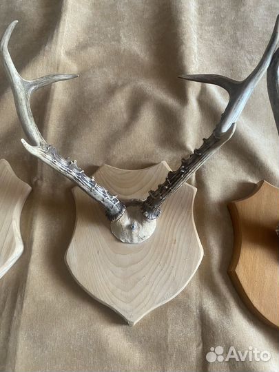 Рога касули