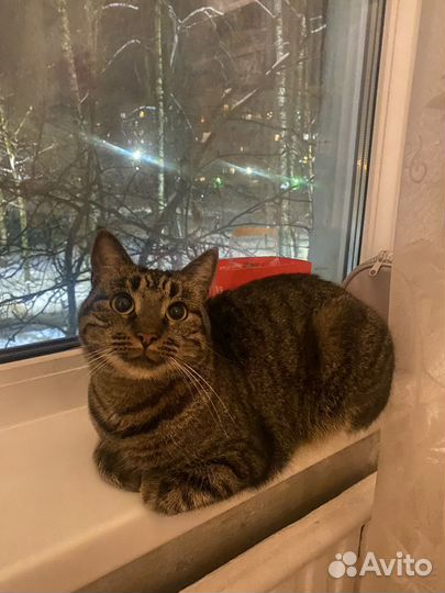 Передержка собак и кошек