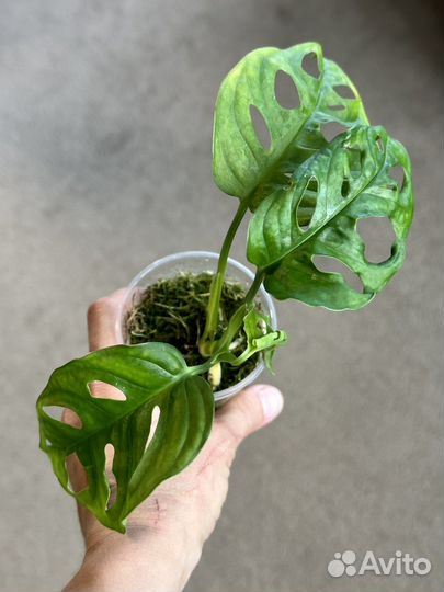 Монстера манки