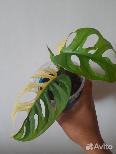 Монстера адансона вариегатная