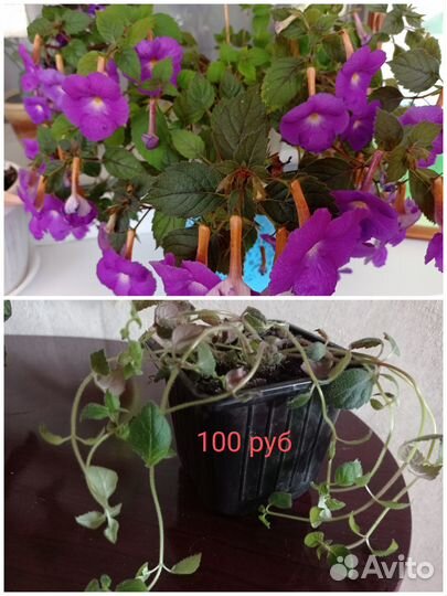 Продам цветы комнатные