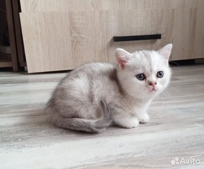 Котята шотландские