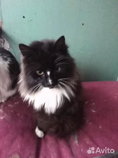 Кот в добрые руки