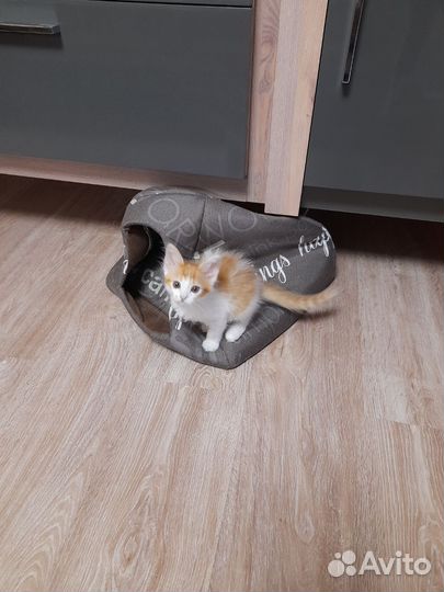 Кошки