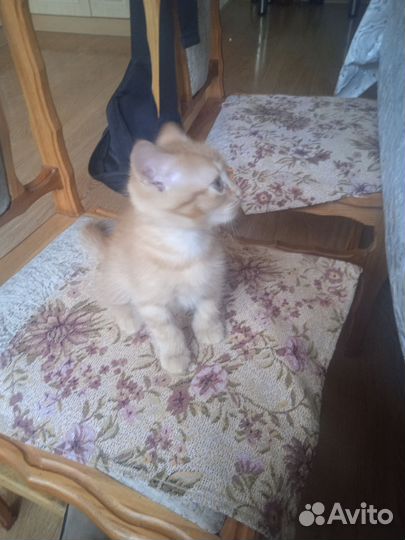 Котик в добрые руки