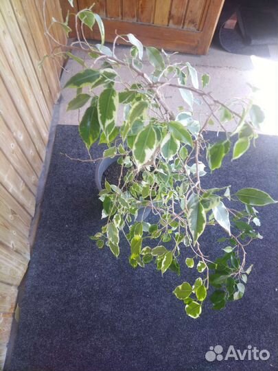 Фикус бенджамина пестролистный