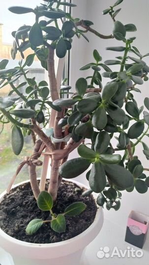 Цветок толстянка/Денежное дерево