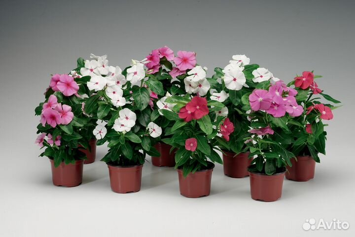 Семена катарантуса кустового