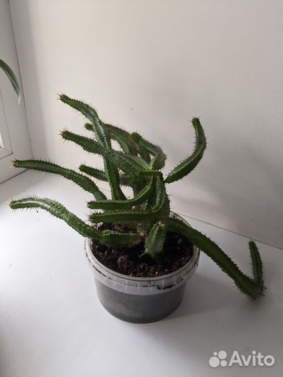 Кактус/молочай