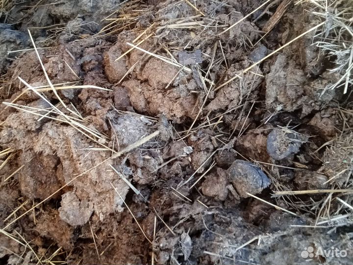 Навоз коровий