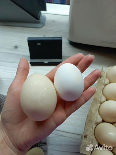 Домашние куриные, утиные яйца