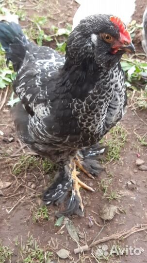 Молодые петушки