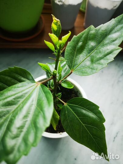 Гибискус китайская роза(красный)