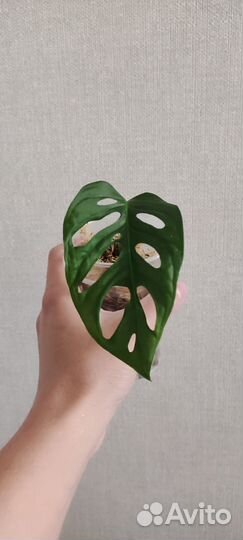 Монстера манки маск