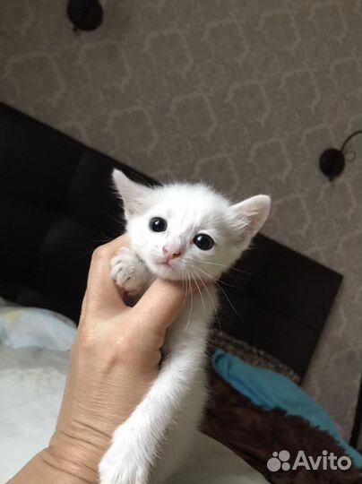 Котята