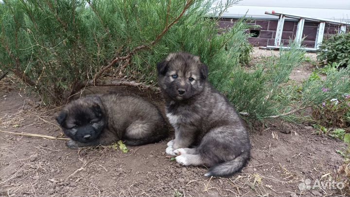 Собаки бесплатно в добрые руки щенки