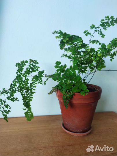 Папоротник адиантум Венерин волос